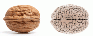 Walnut-brain